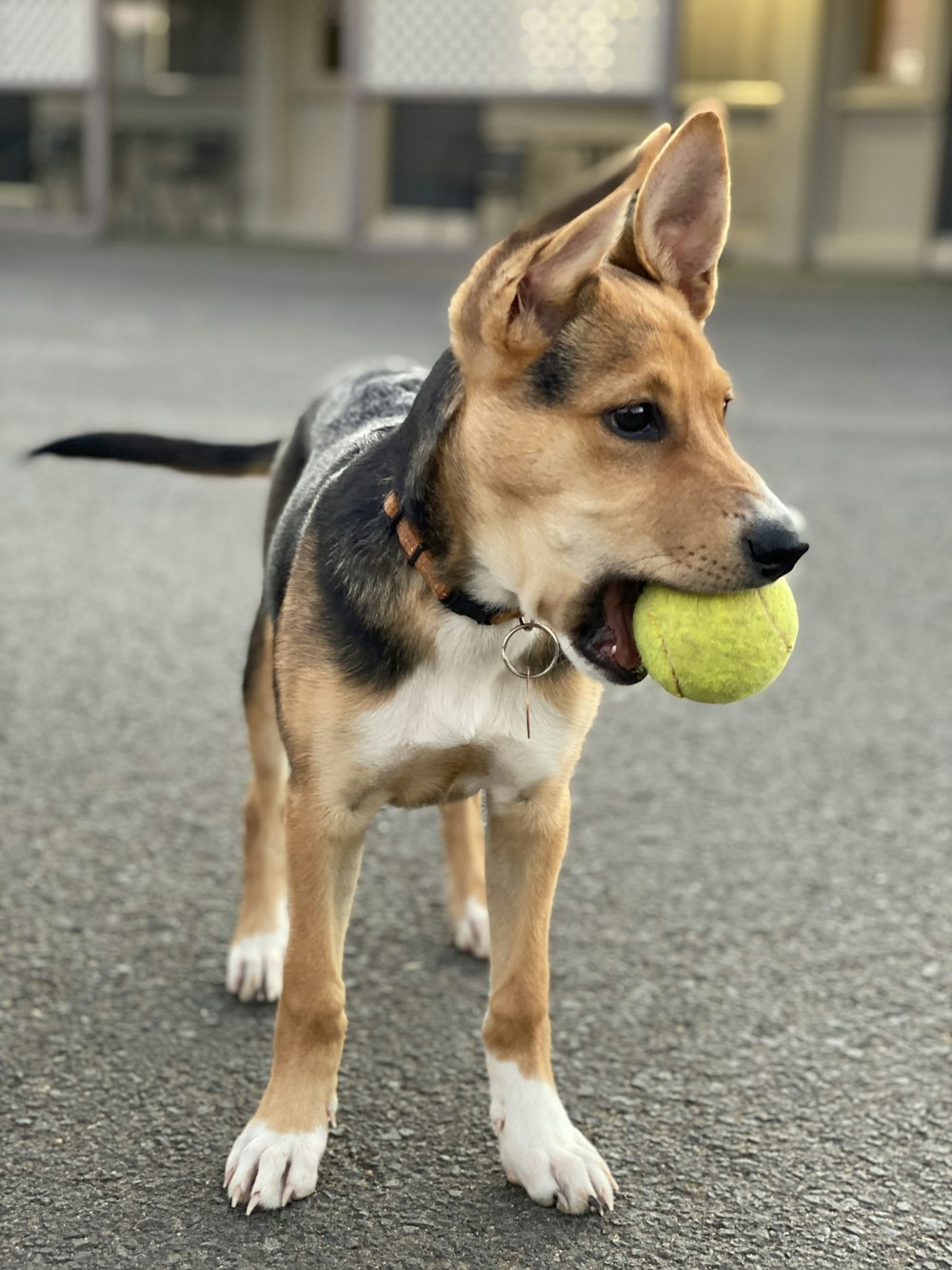 茶色と黒の短いコートの犬がテニスボールを噛む