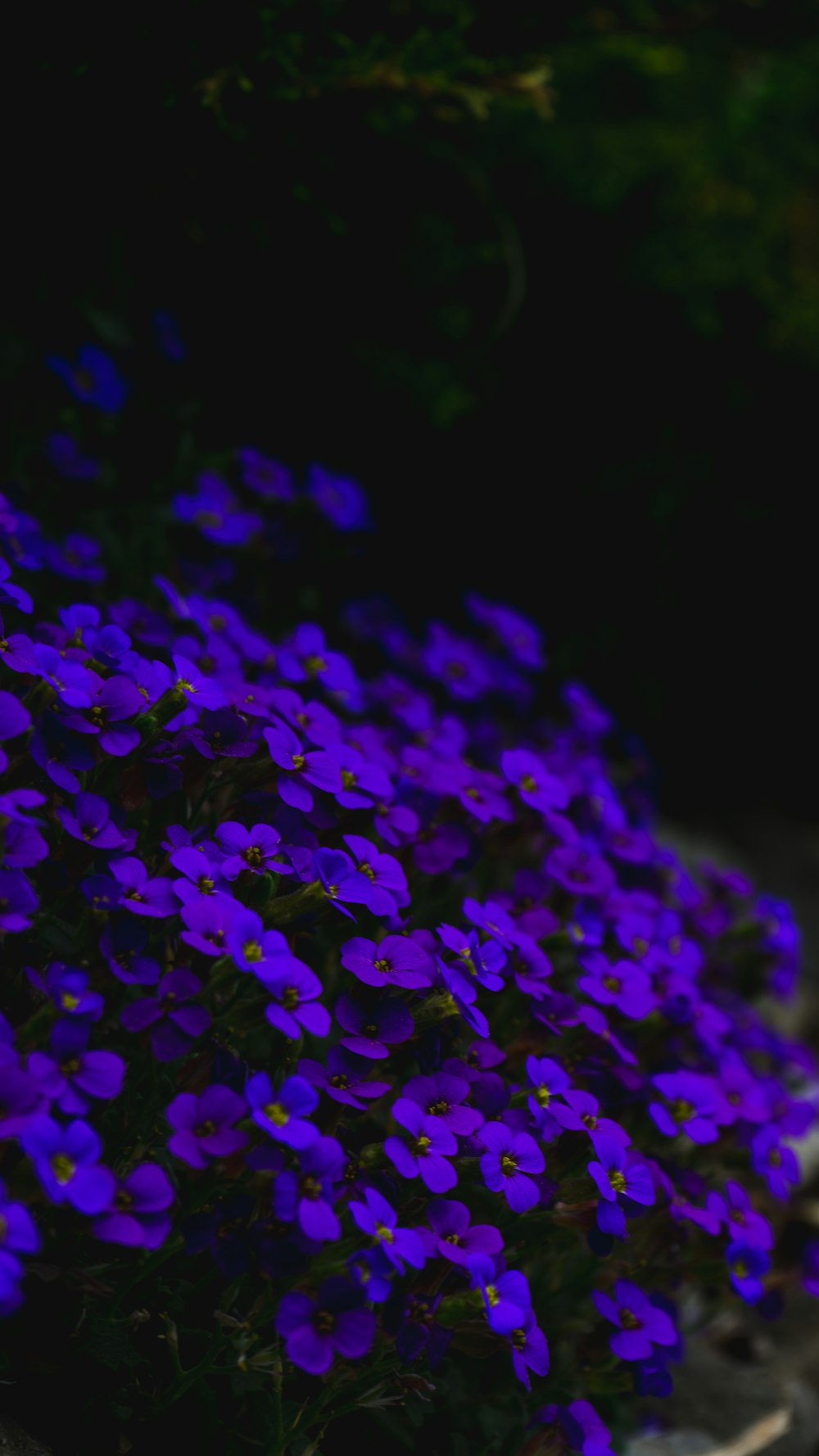 purple flower field during daytime