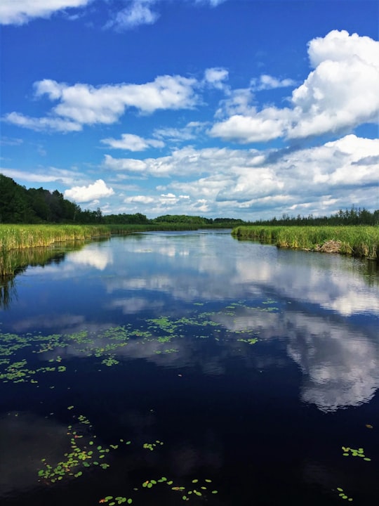 green trees beside river under blue sky and white clouds during daytime in Mer Bleue Bog Trail Canada