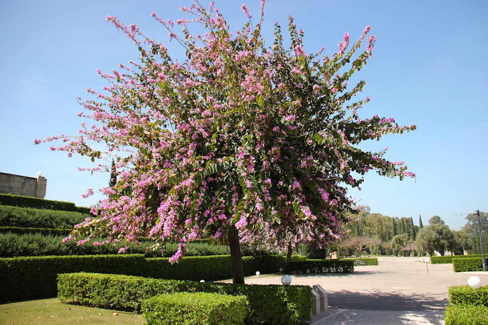 pink and white flower tree on green grass field during daytime