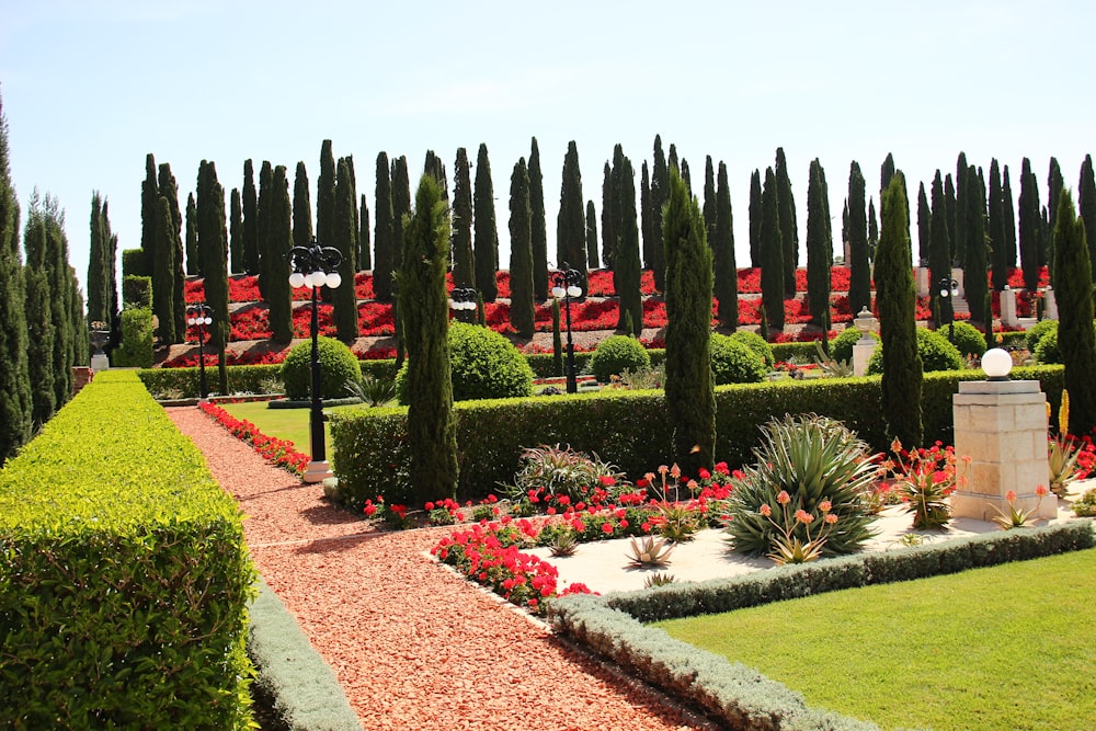 red flower garden near green trees during daytime