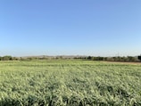 Spacious green field available for sale in Aksaray.