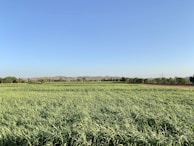 Wide shot of a lush green field stretching towards the horizon under a clear blue sky.