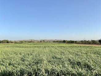 Wide shot of a lush green field stretching towards the horizon under a clear blue sky.