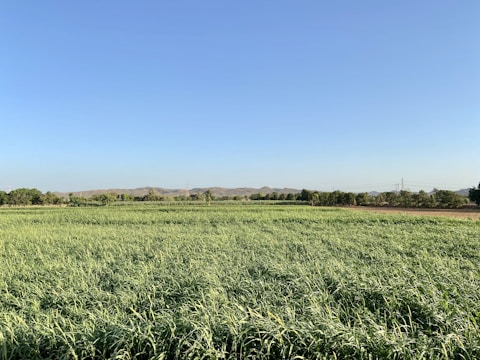 Spacious green field available for sale in Aksaray.