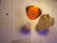 Two elegantly presented cocktails sit on a wooden table. The cocktail on the left is in a coupe glass filled with a vibrant orange liquid adorned with small green garnish elements. The cocktail on the right, placed in an old-fashioned glass, is a pale yellow drink topped with slices of a dried fruit and ice cubes. The table features a faint engraving of a deer emblem with the text 'VI.ER DANMARK' beside the drinks.