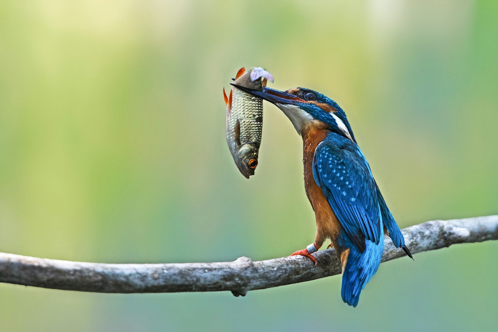 Canon EF 600mm F4L IS II USM sample photo. Blue and brown bird photography