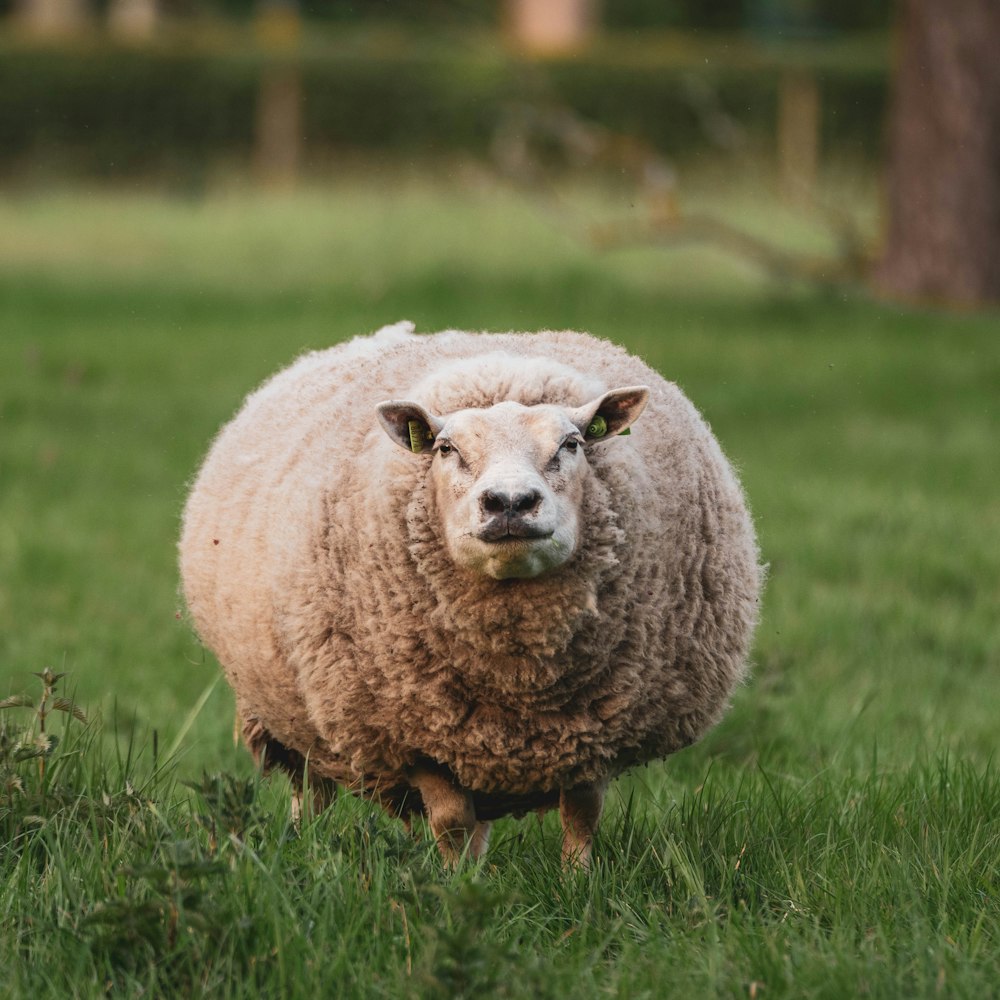 sheep on green grass field during daytime