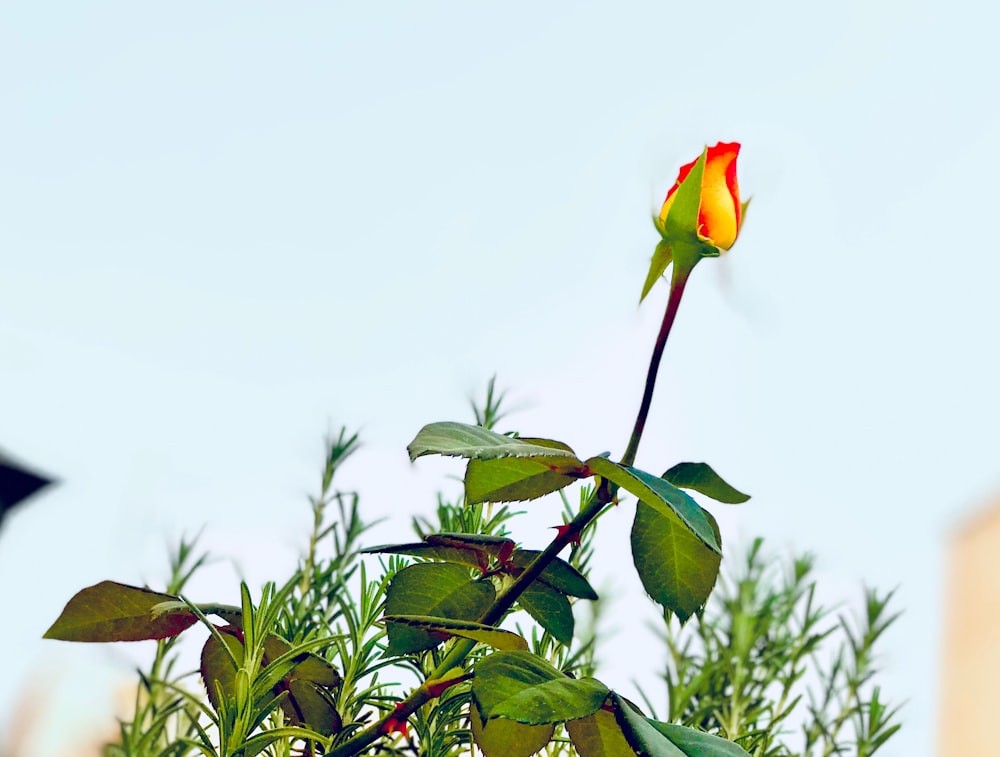 red and yellow flower in tilt shift lens