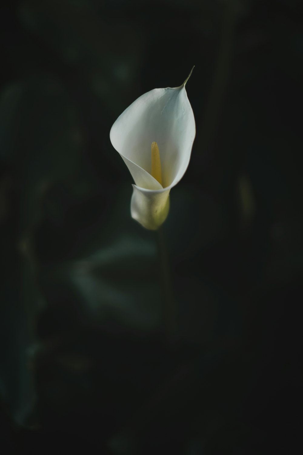 white flower in black background