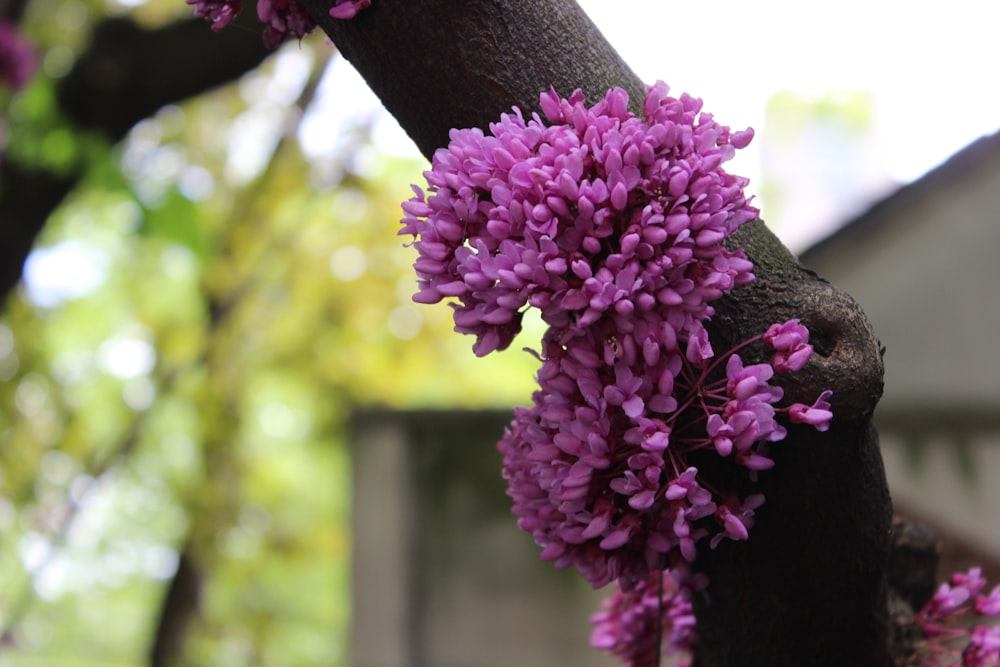 purple flowers on tree branch