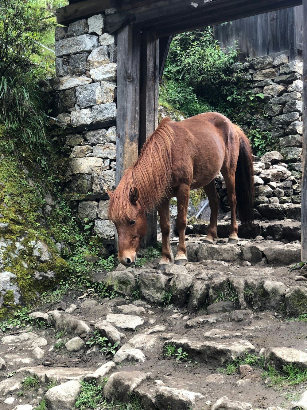 brown horse standing on gray rock