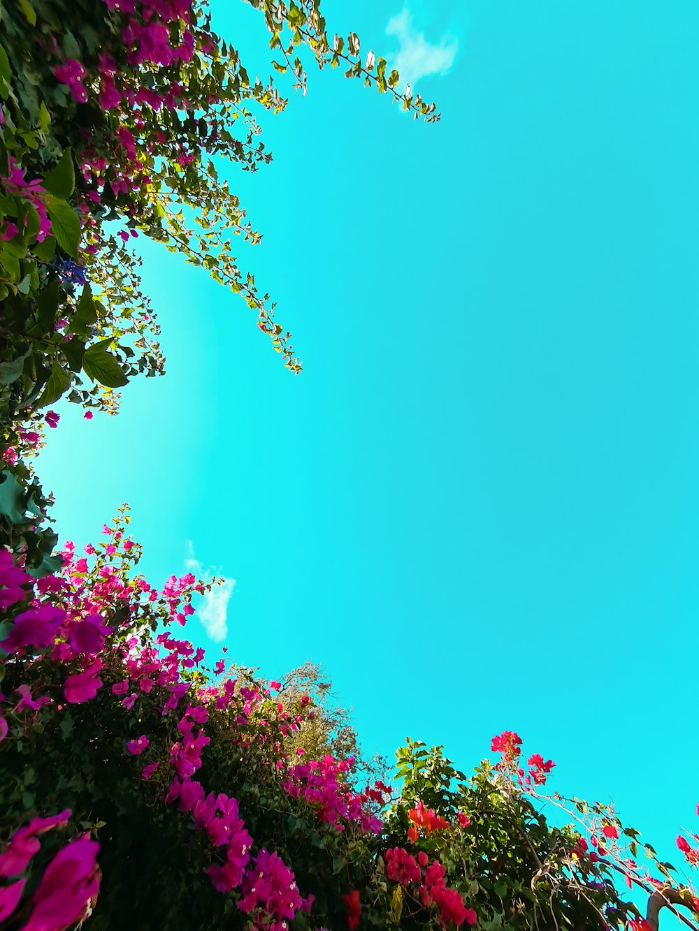 pink flowers under blue sky during daytime