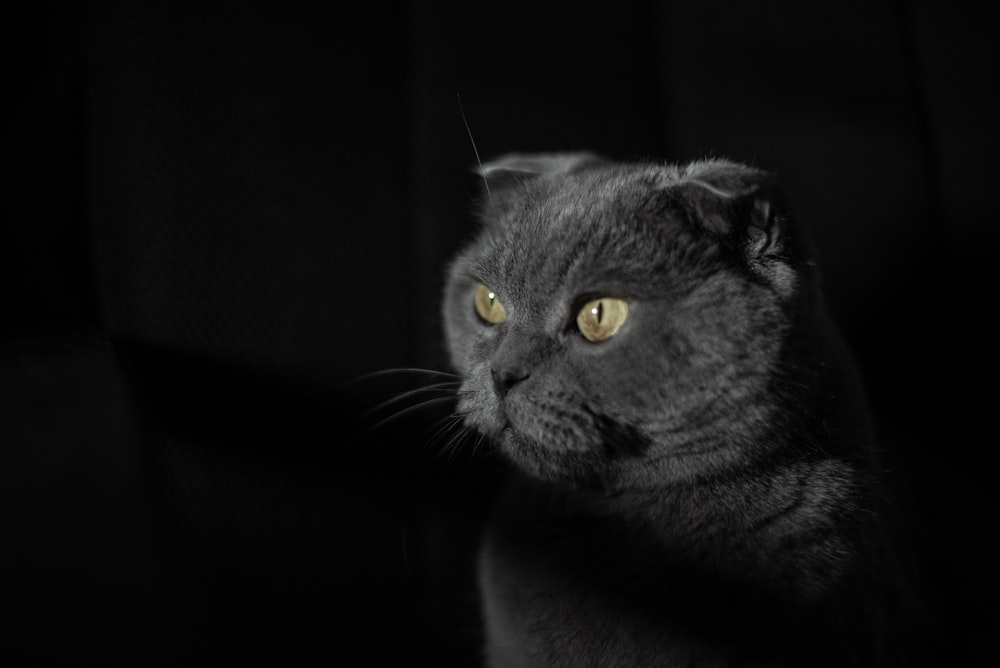 Gato azul ruso en escala de grises