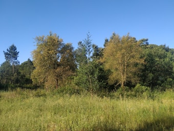 A peaceful natural landscape featuring tall trees with varying shades of green leaves under a clear blue sky. The foreground is covered with lush green grass and small wildflowers, creating a vibrant and serene outdoor scene.