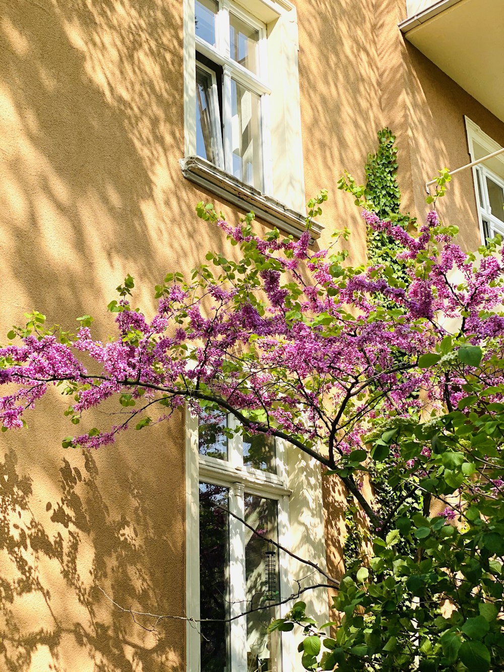 purple flowers on brown wall