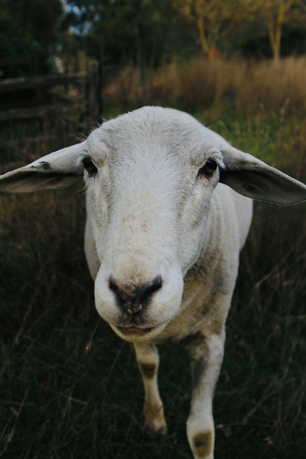 white sheep on green grass field during daytime