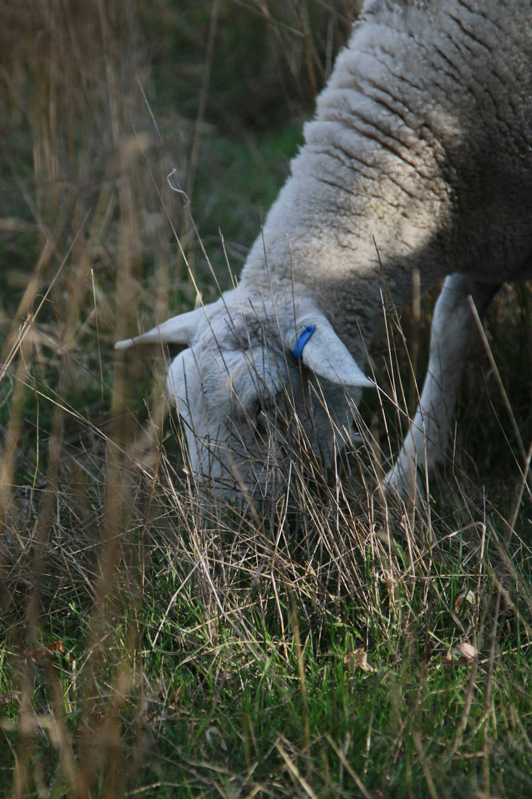 Wildlife photo spot Canterbury Washdyke