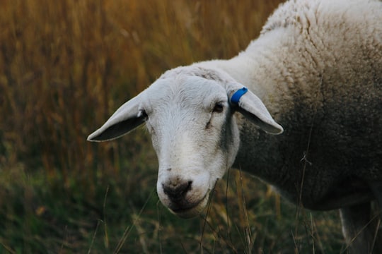 white sheep on brown grass field during daytime in Canterbury New Zealand