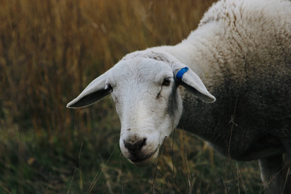 moutons blancs sur un champ d’herbe brune pendant la journée