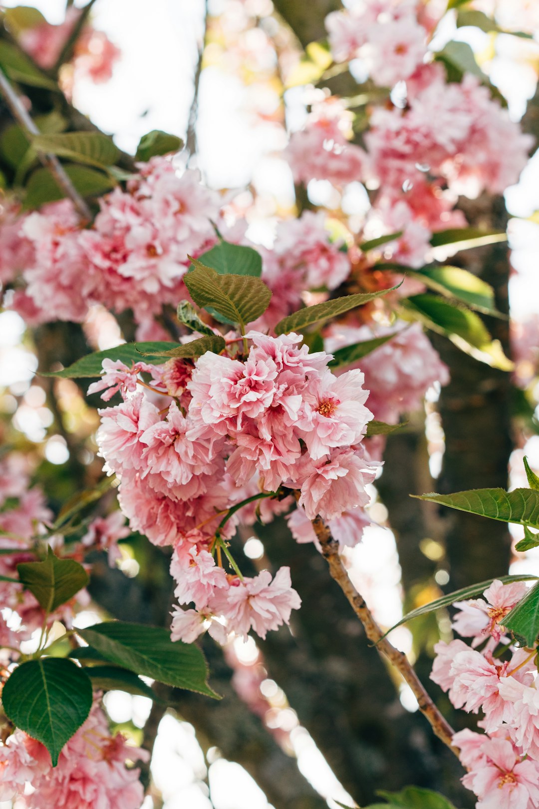 pink and white flowers in tilt shift lens