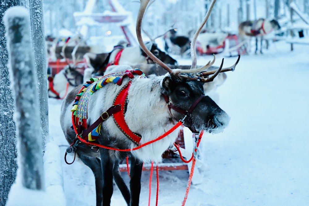 white and black horse with brown leather strap on white snow during daytime