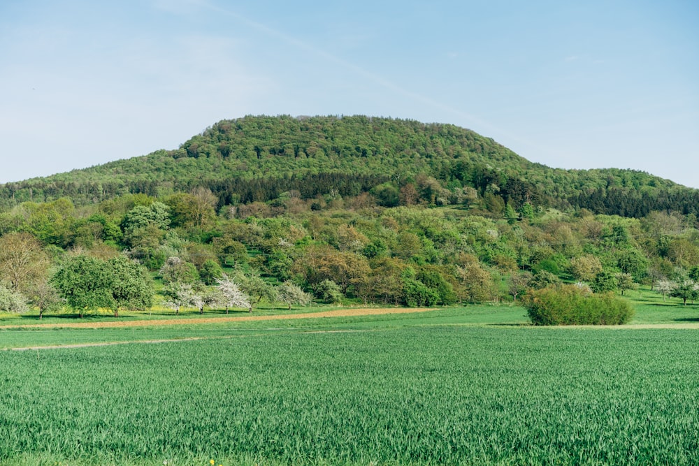 green grass field near green mountain under blue sky during daytime