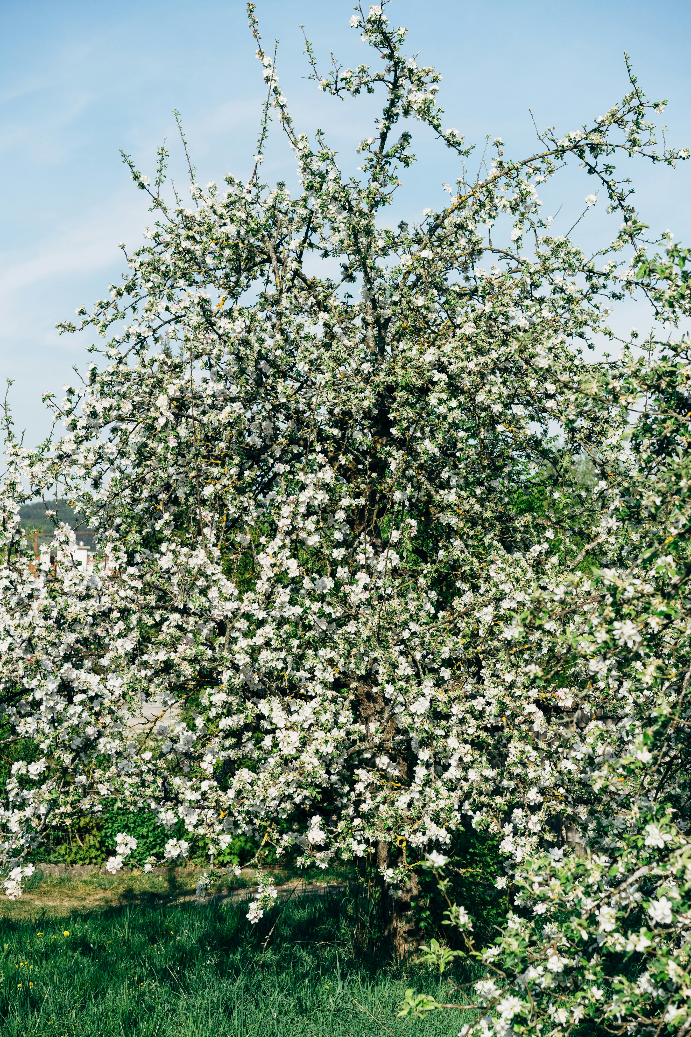 Photo by markuswinkler