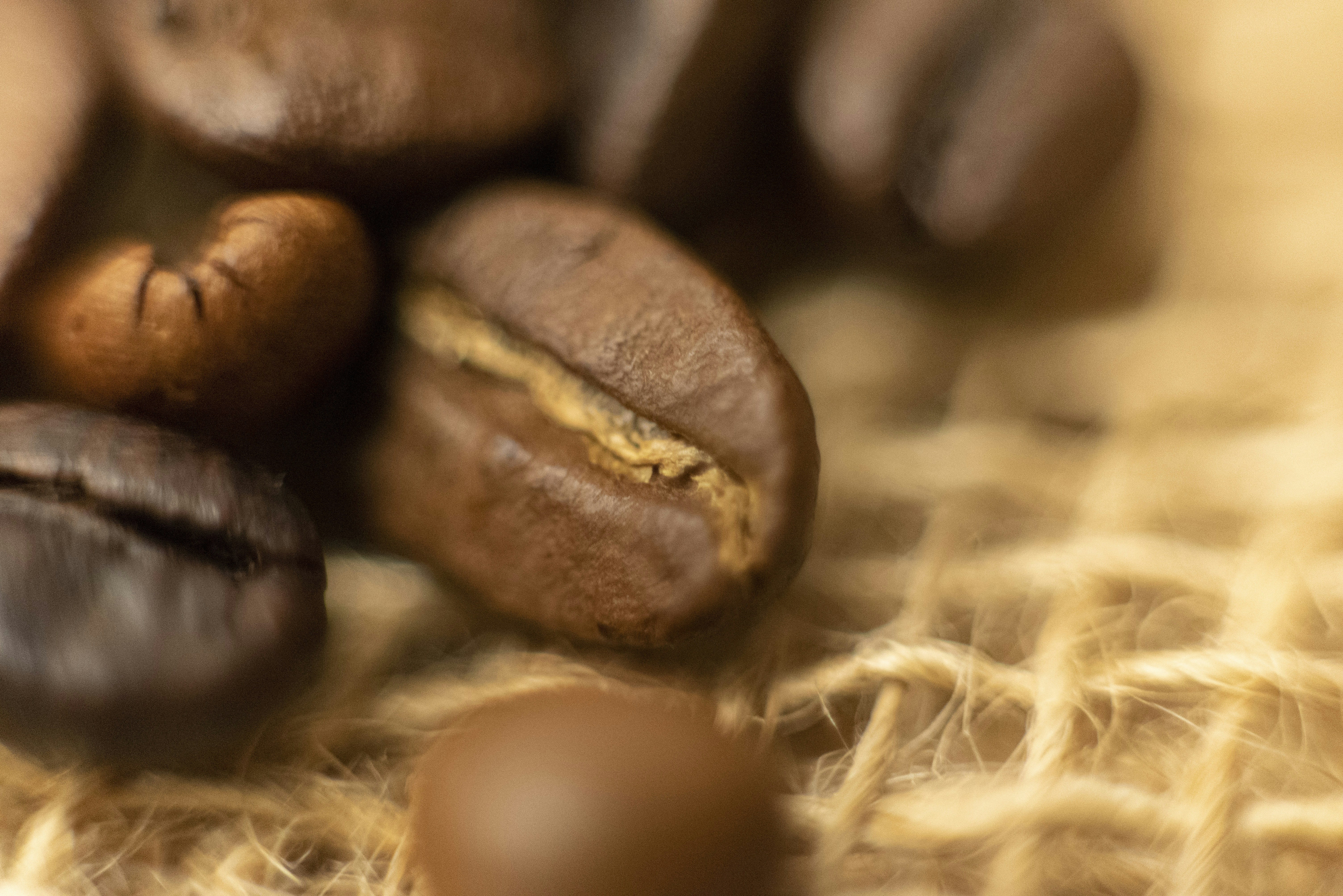 Close-up of fresh coffee beans on burlap, rich brown tones, warm well-lit product photography