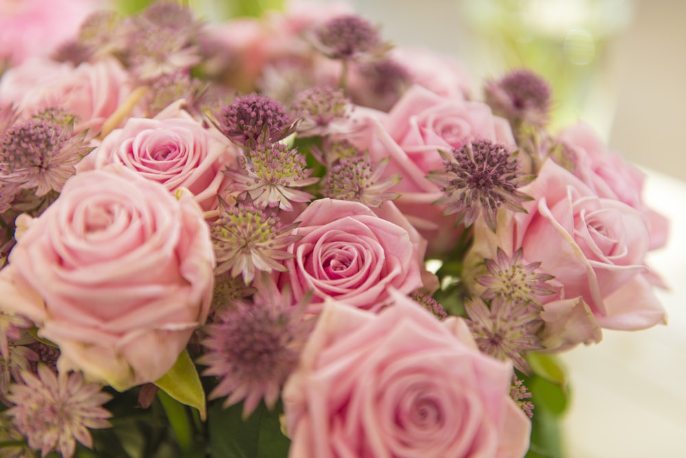 pink roses in close up photography