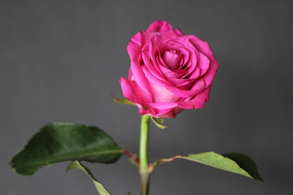 pink rose in bloom during daytime