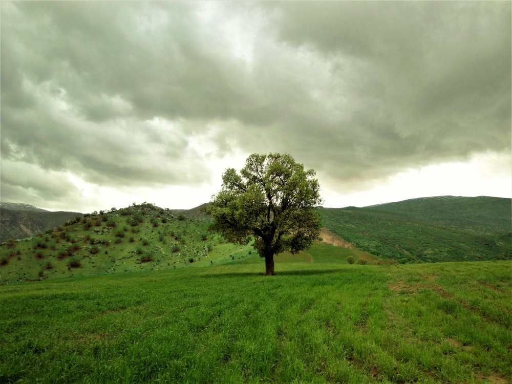 árbol verde en campo de hierba verde bajo cielo nublado durante el día
