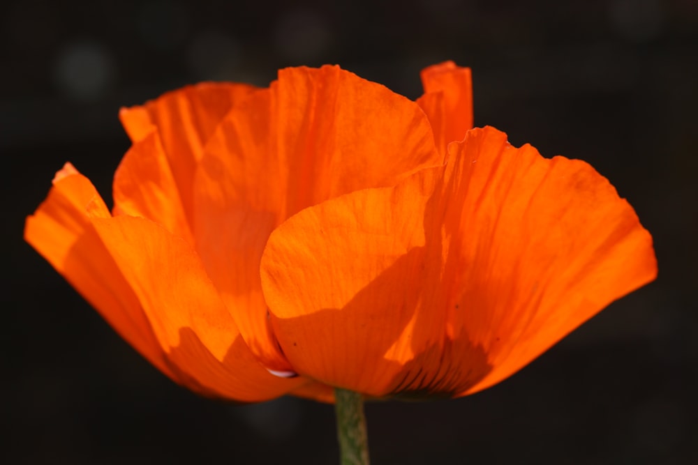 orange flower in close up photography