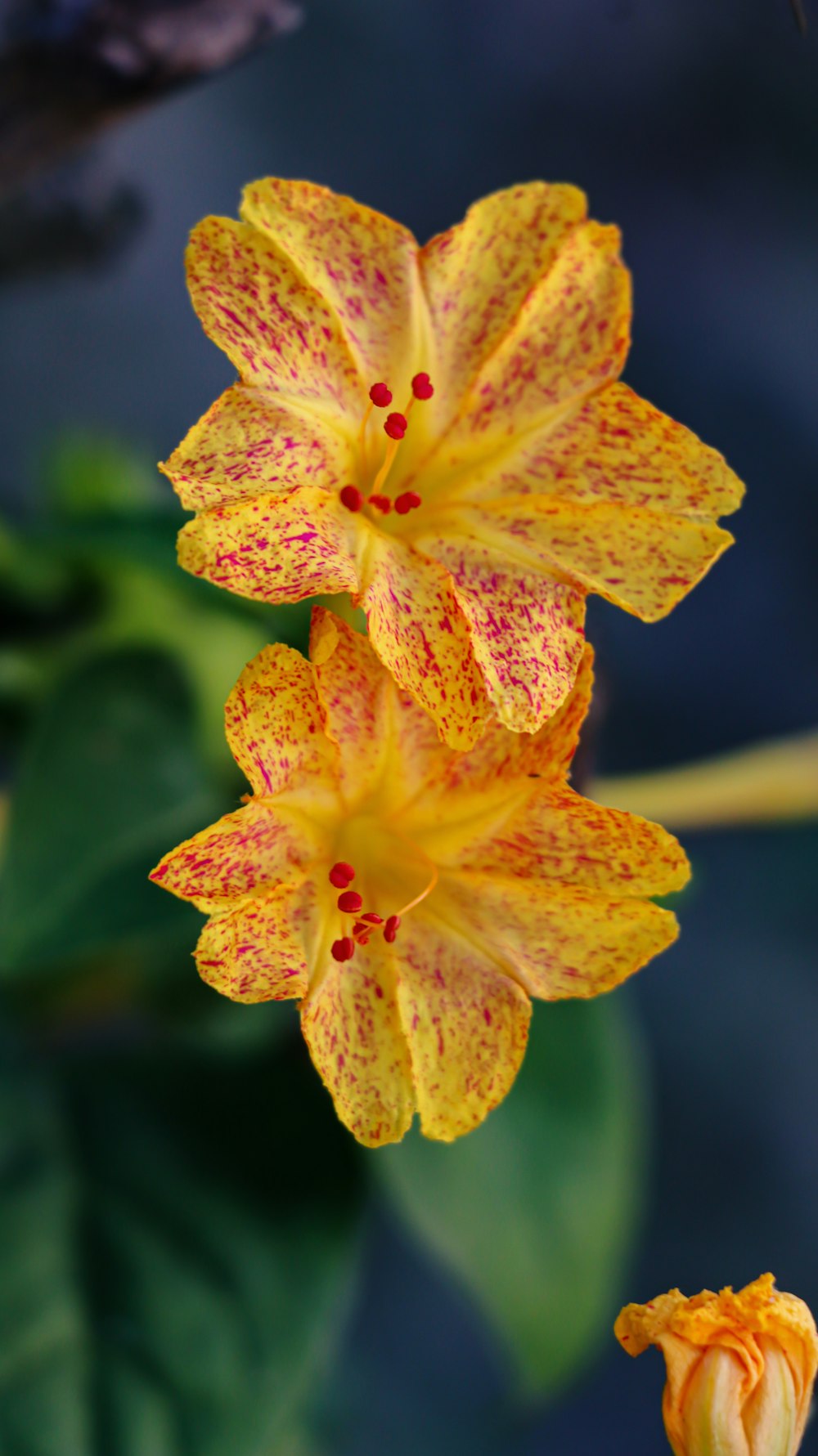 yellow and red flower in macro shot