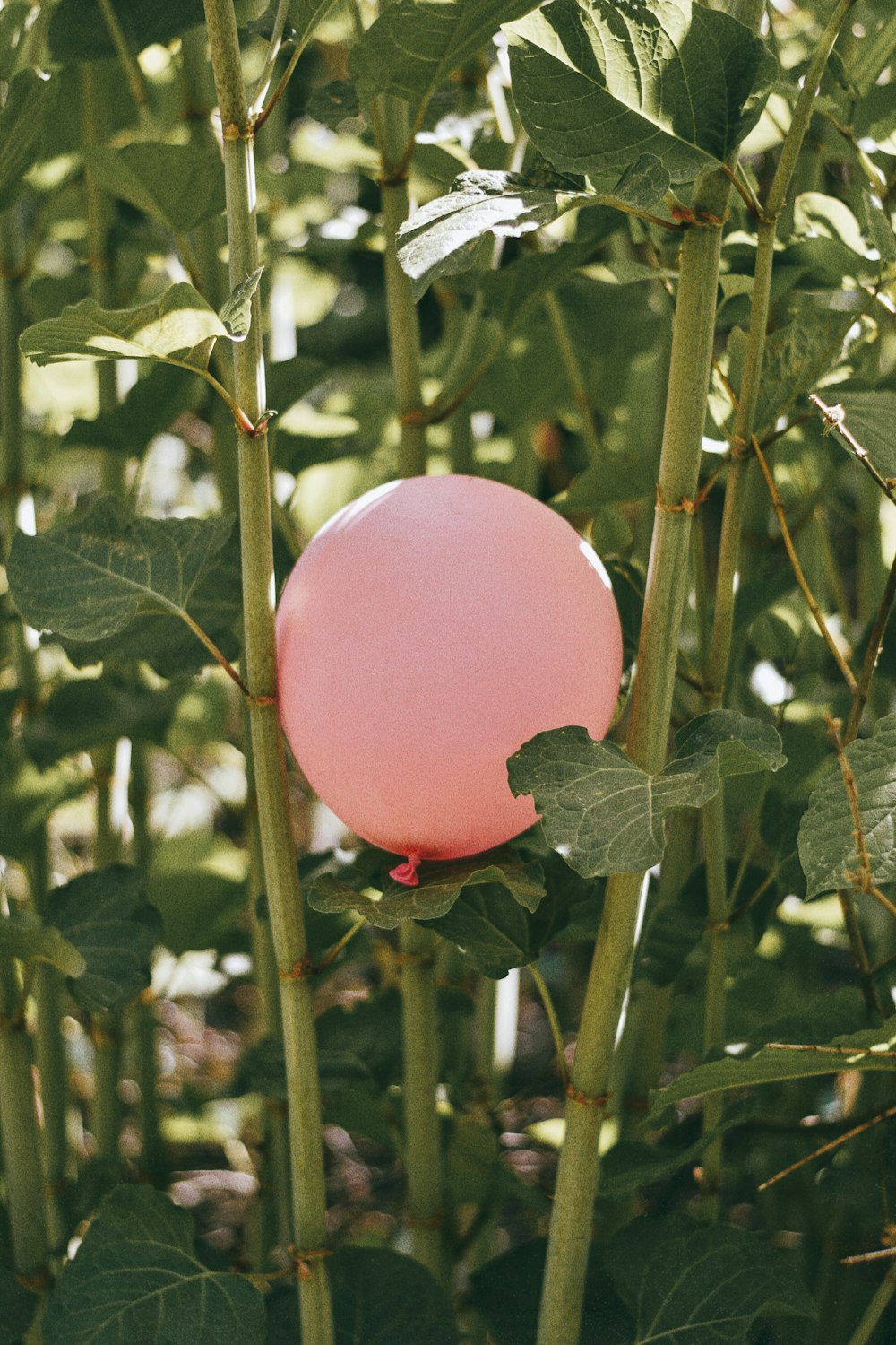 pink balloon on green leaves
