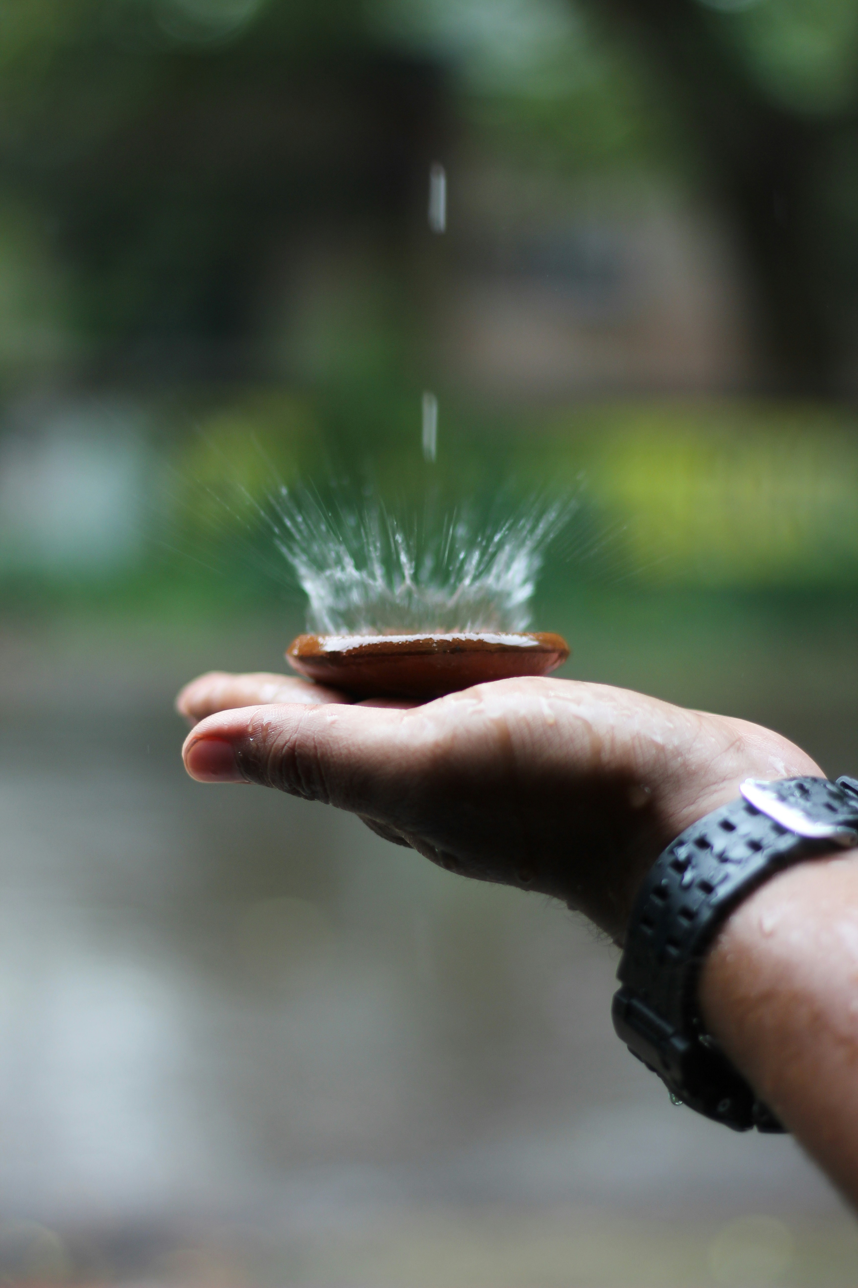 person holding white dandelion flower