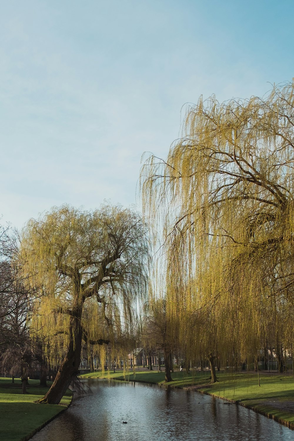 leafless trees under white sky during daytime