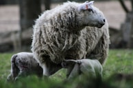 A large sheep stands in a grassy area while two lambs are nursing. The scene is set in an outdoor environment with a blurred background of trees, suggesting a pastoral setting. The sheep's wool appears thick and slightly matted, indicating a natural and rustic setting.