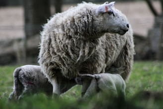 A large sheep stands in a grassy area while two lambs are nursing. The scene is set in an outdoor environment with a blurred background of trees, suggesting a pastoral setting. The sheep's wool appears thick and slightly matted, indicating a natural and rustic setting.