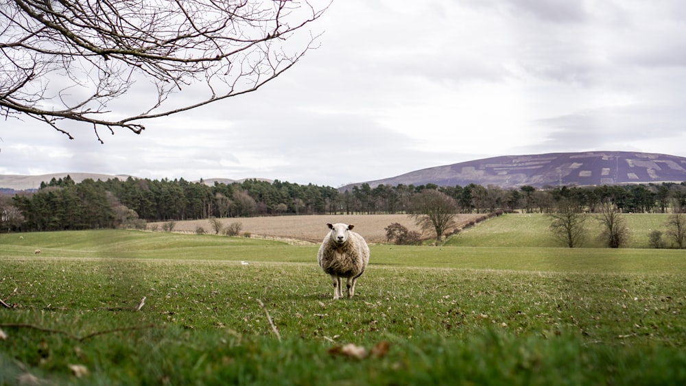 ovejas en el campo de hierba verde durante el día