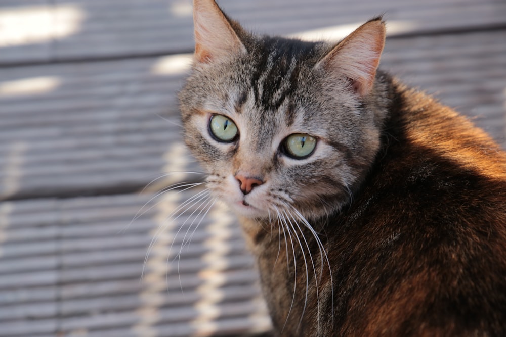 brown tabby cat on white and black striped textile