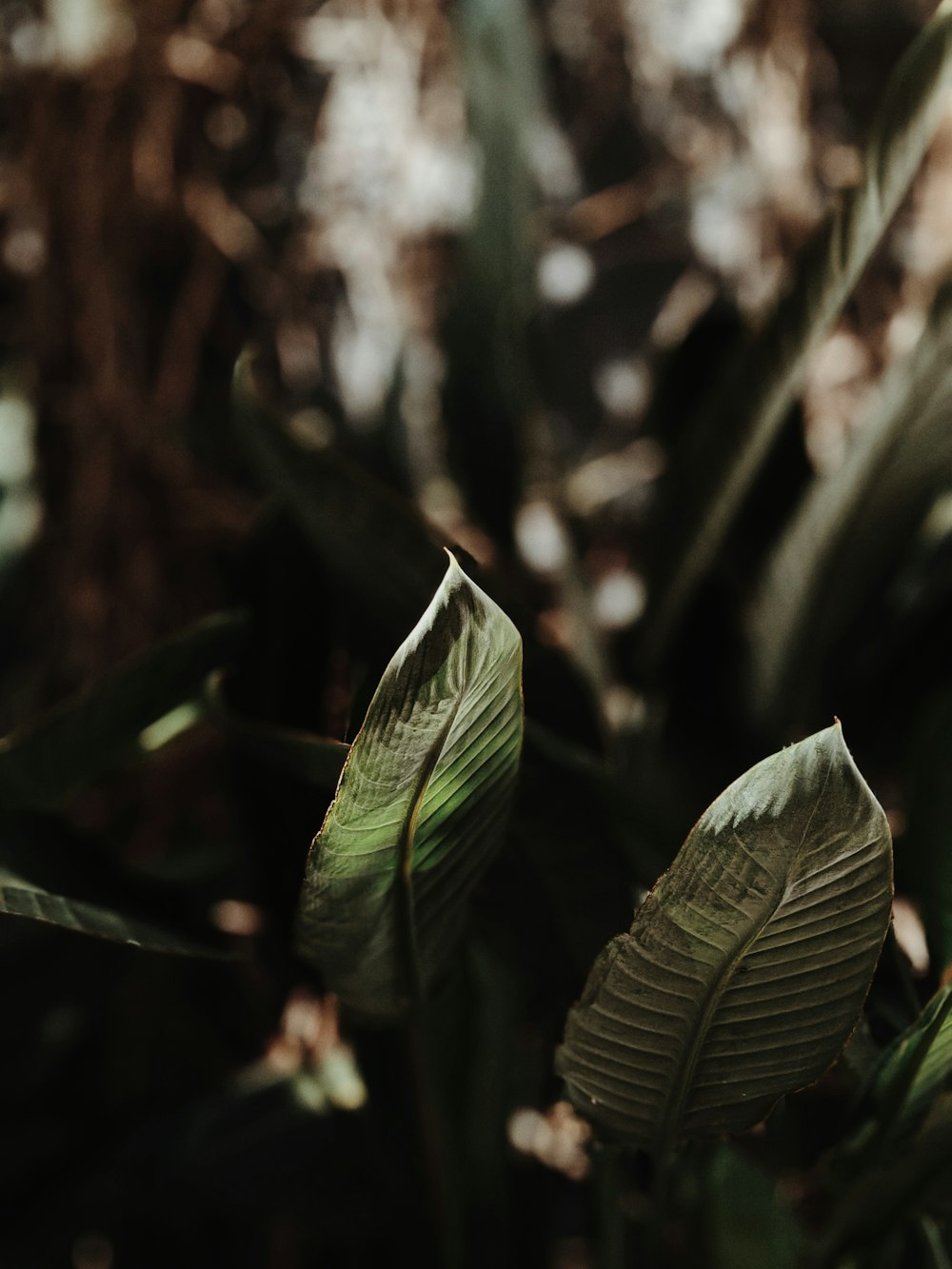 a close up of a green plant with leaves