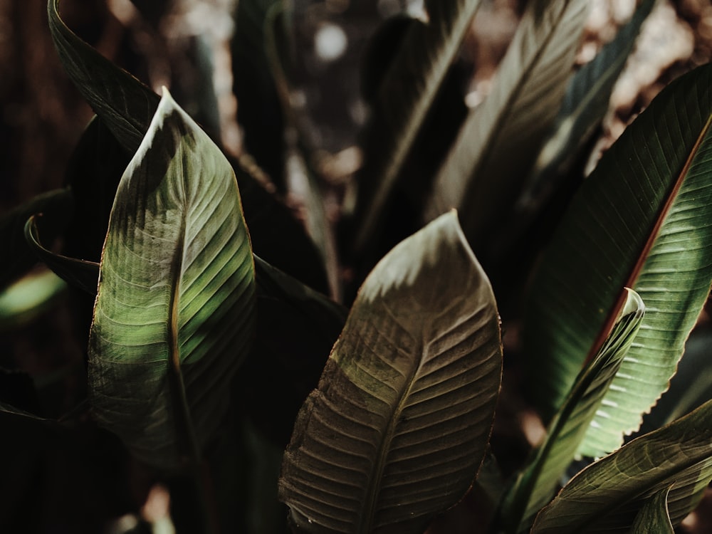 green banana leaf in close up photography