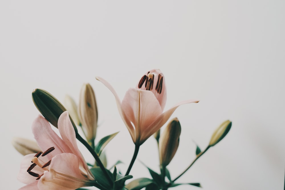 pink and white flower in close up photography