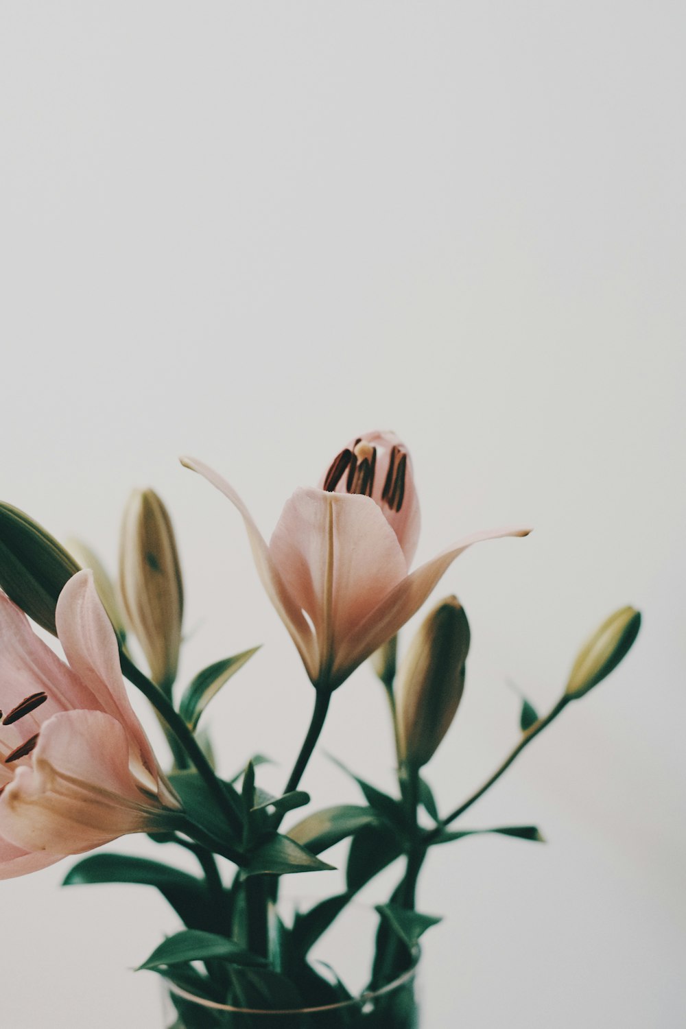 pink and white flower in close up photography