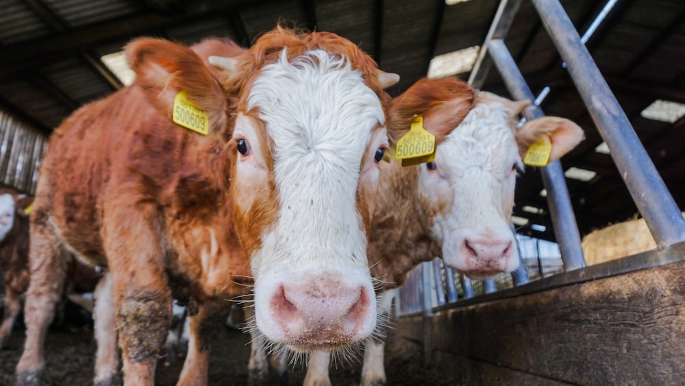 white and brown cow in cage