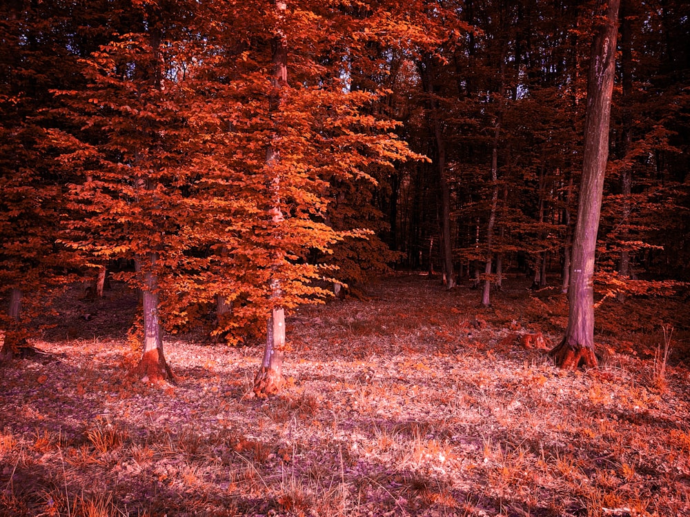 Une forêt remplie de grands arbres