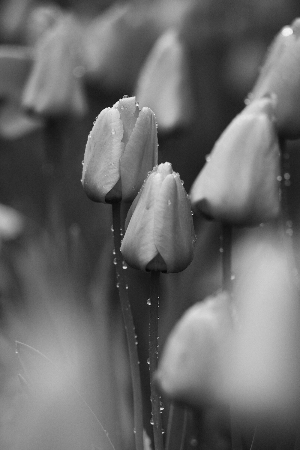 grayscale photo of flower bud