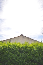 A tall hedge of vibrant green leaves stands in front of a cement building. The sky above is bright with minimal clouds, suggesting a sunny day. The building has a simple, sloped roof and appears to be partly hidden by the hedge.