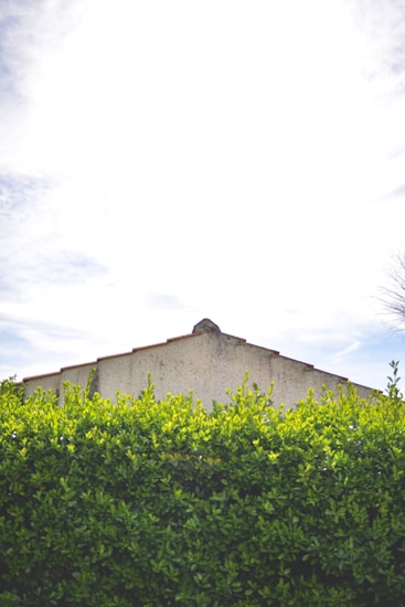 A tall hedge of vibrant green leaves stands in front of a cement building. The sky above is bright with minimal clouds, suggesting a sunny day. The building has a simple, sloped roof and appears to be partly hidden by the hedge.